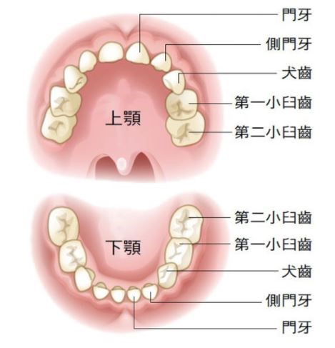臼齒植牙